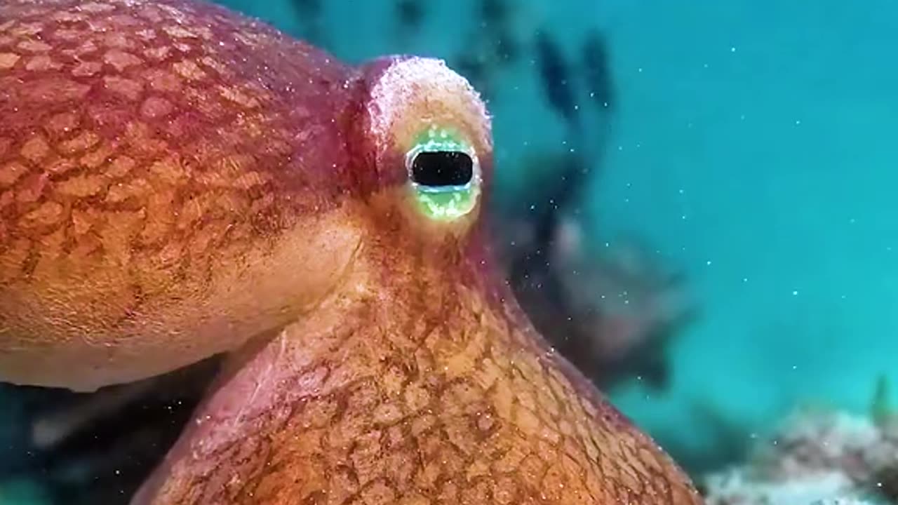 A single octopus disguised as 15 different fishes. #disguised #fish