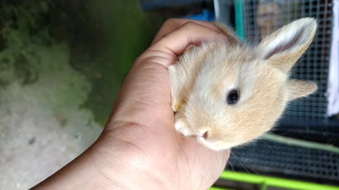 Baby Rabbit | 1 Day to 30 Days Old | Ang cute bilis lumaki.