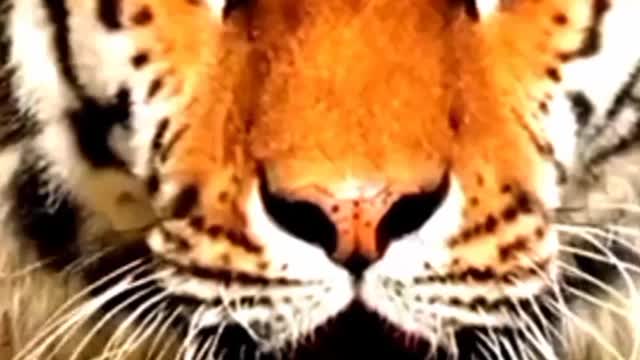 Most popular animal sound part 2