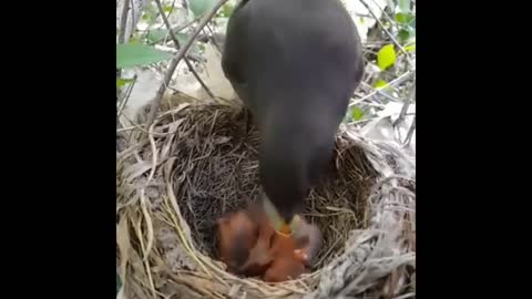 Wild birds feeding baby bird in the forest catch