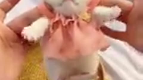 Funny video