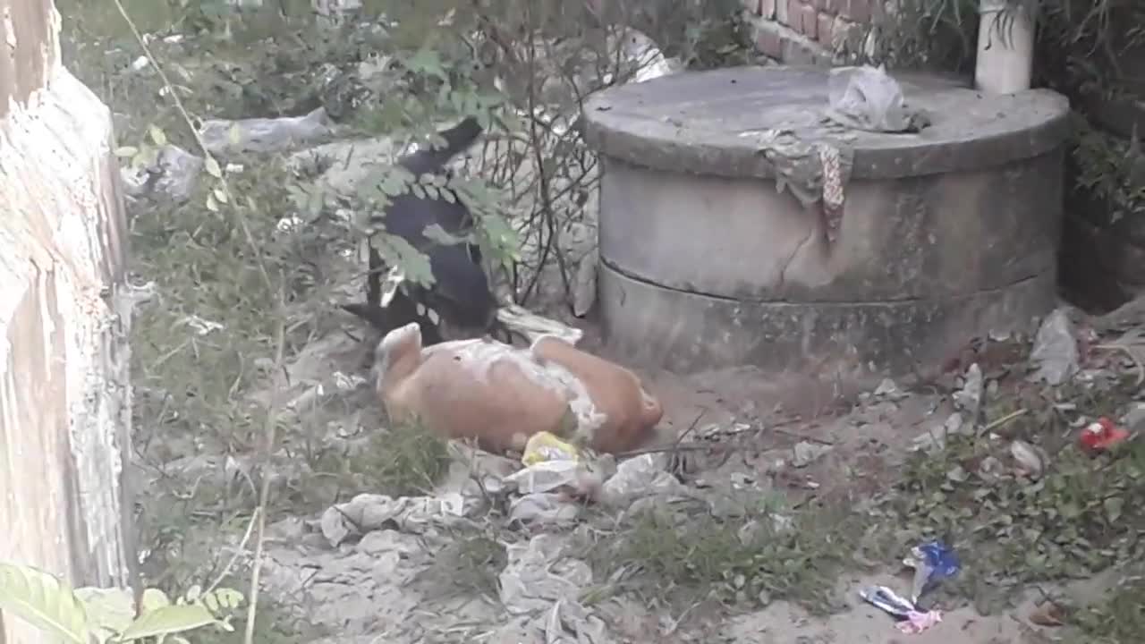 See how a dog fights to keep his position right.