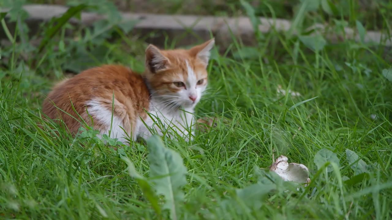 Cute Cat Playing