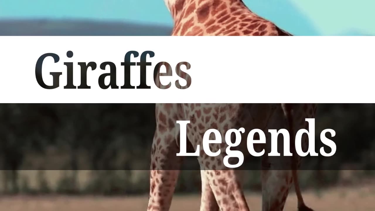 Giraffes Legends trending 🔥🔥video || world giants