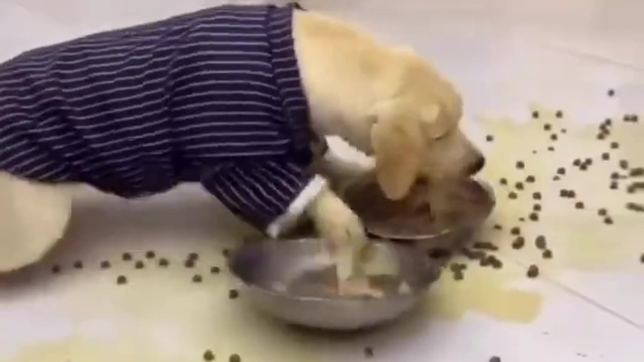 hungry dog