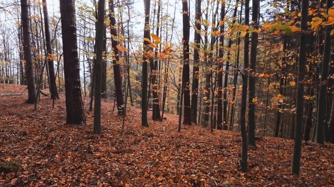 Enchanting Autumn Forests with Beautiful Piano Music