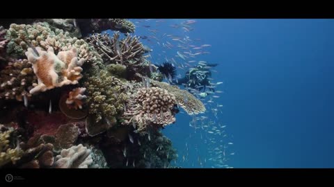 Great Barrier reef cinematic video