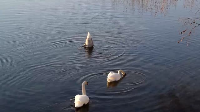 Three swans swimming in the frozen river