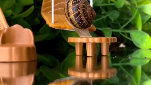 The Snails