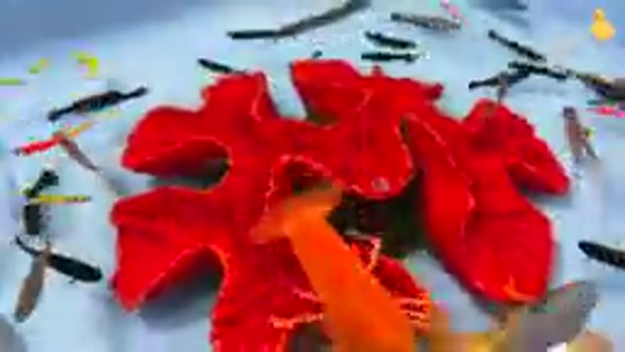 Mini Carp Koi fish swim with Ducklings cute baby