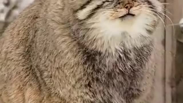 No need to go to work today. Today you need to look at a plump manul who warms his paws