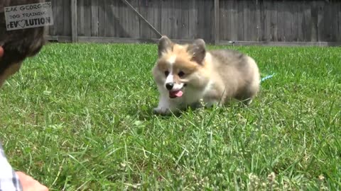 The Secret to Potty Training your Puppy!