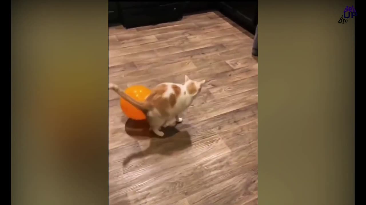 Z9Mate is 5 minutes funny catsπΊ compilation ππππ #6 Comedy Video Entertainment with new tik