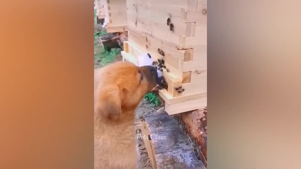 animal funny video