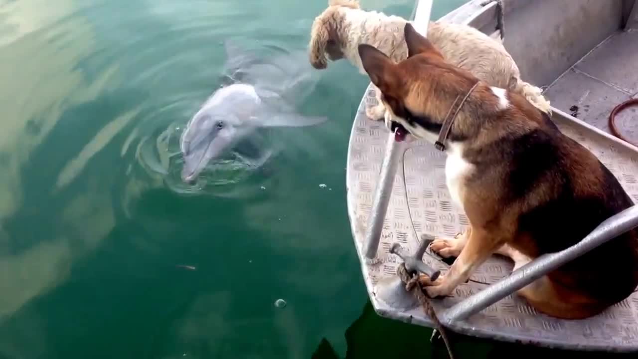 Dog talking to dolphin