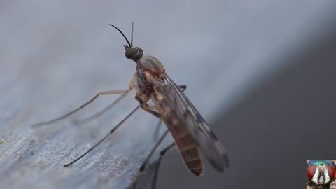 Moment of Pooping Small Insect