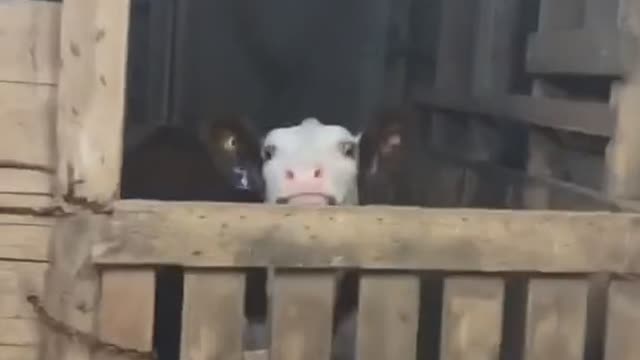 A cow in a barn