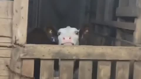 A cow in a barn