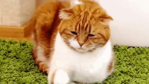Cute Cat Gif