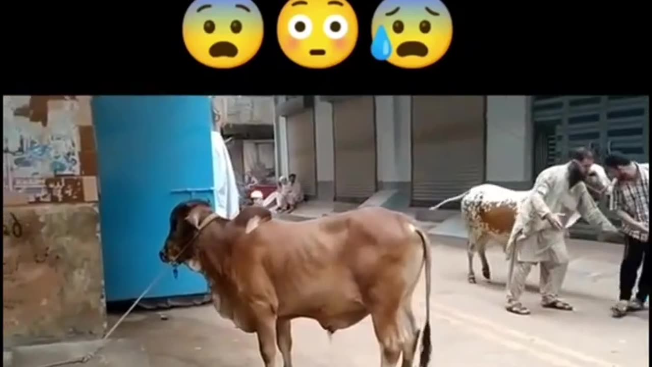 Dangerous bull