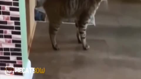Cat funny video