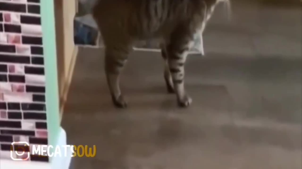 Cat funny video