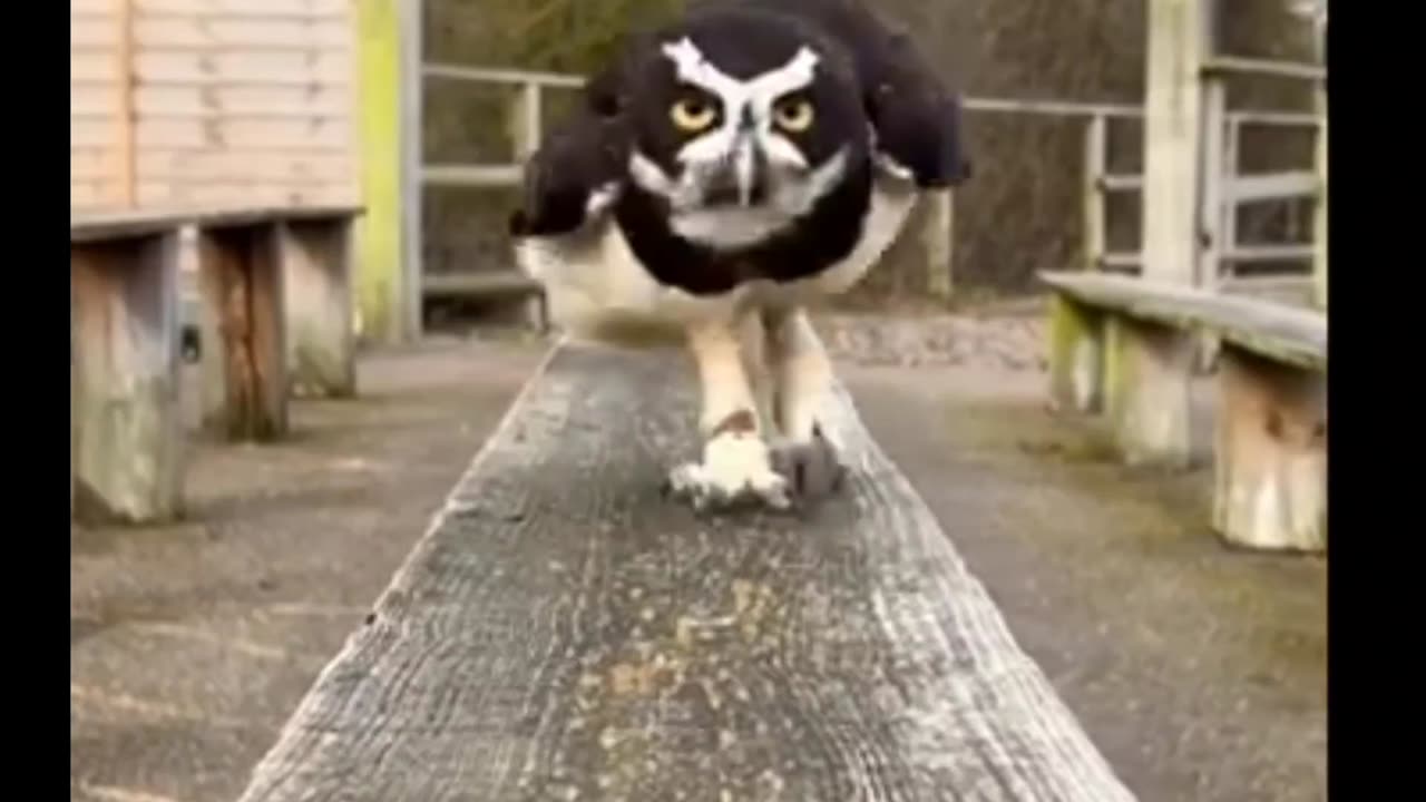 Adorable Owl Running ♥️🦉