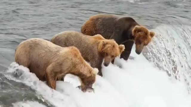 Fish catching