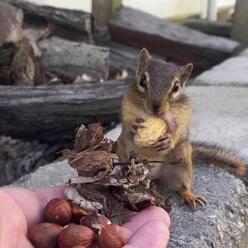 Chipmunk never forego peanuts and tasty nuts