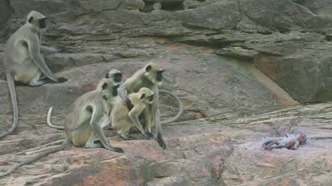 Langur monkeys grieve over fake monkey _ Spy in the Wild - BBC