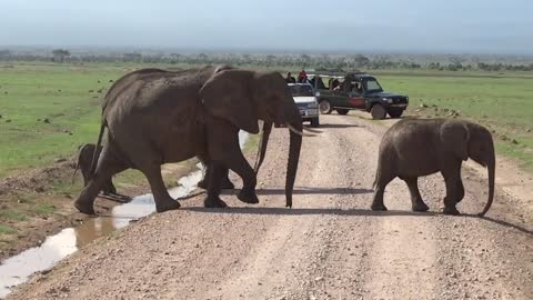 Elephant Crossing the Road