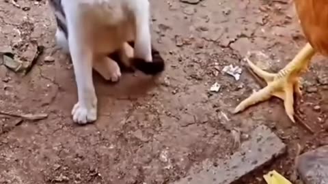 Cat vs Chicken