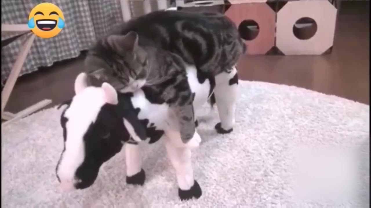 Funniest animals in the world