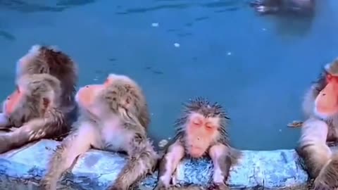 # Monkey # bath # Thank you for attention