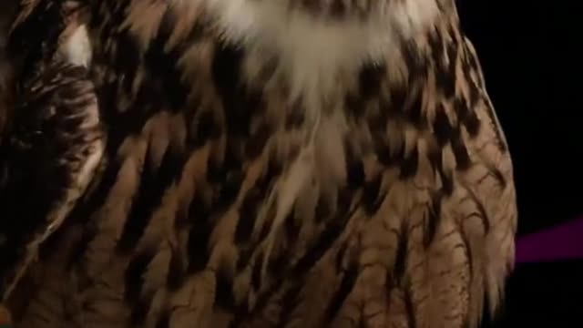 Flying Bagoly my Eurasian Eagle Owl!❤️🦉