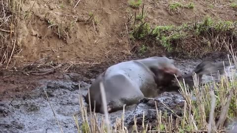 Lion Dying in the Jaws of a Hippos