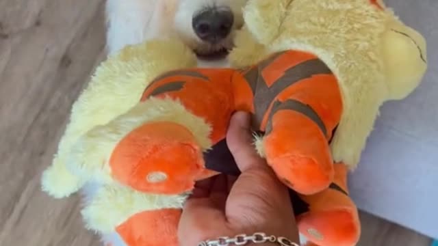 Do you like this kind of dog?