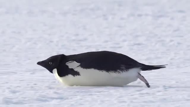 Tobogganing penguin 🐧 🛷