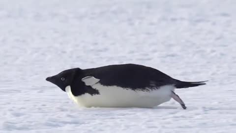 Tobogganing penguin 🐧 🛷