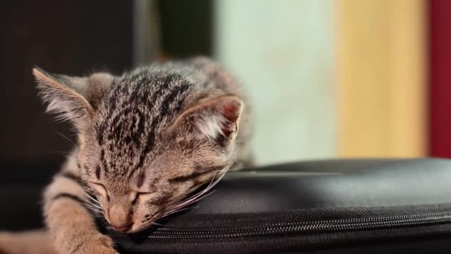 funny cat beds funny cat birthday gif funny cat gif