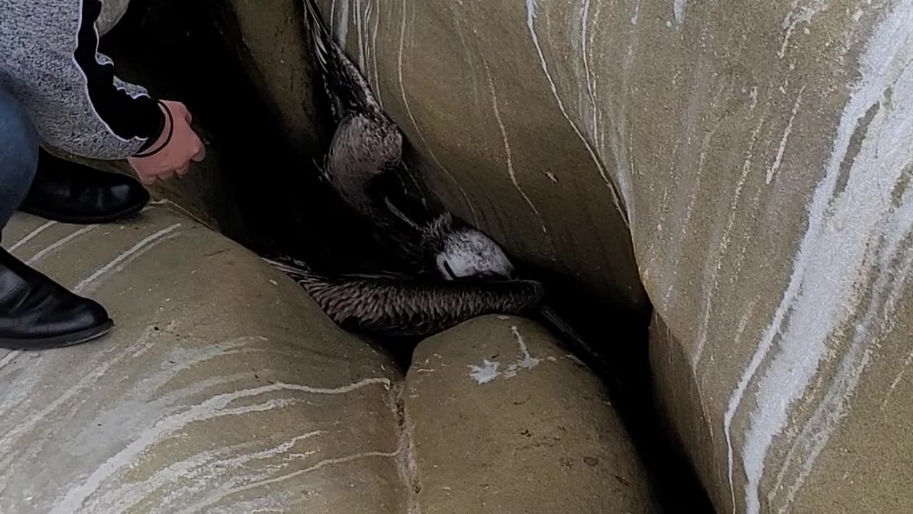 Woman Frees Bird Wedged In Between Rocks