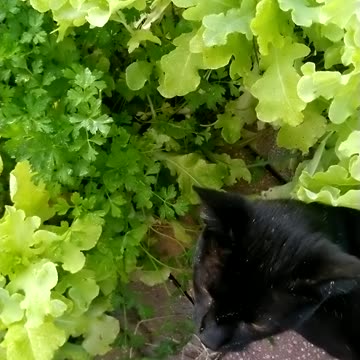 Black panther (non KNEEGROW species)