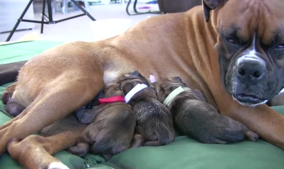 Amazing Puppy Birth (Part 3)