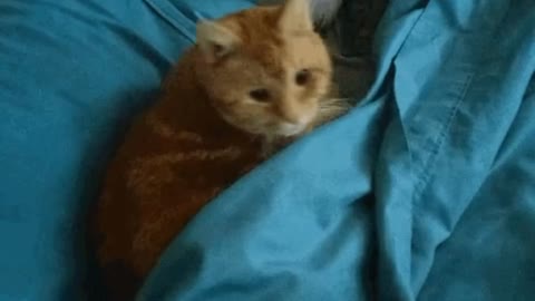 Cute Cat Gif