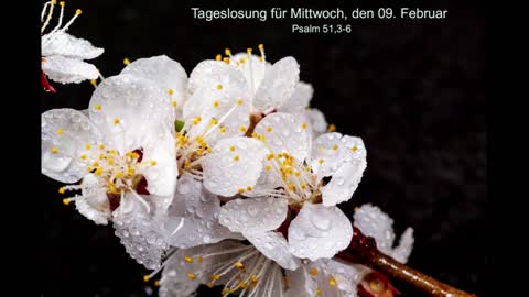 Tageslosung für Mittwoch, den 09. Februar