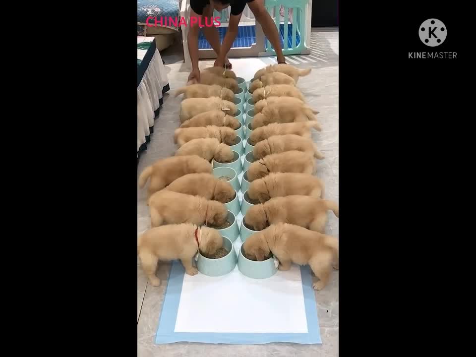 Golden retriever puppies enjoy their meal.