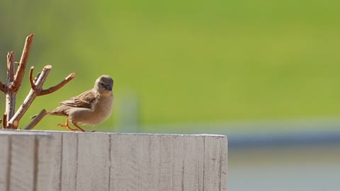 Sparrow bird