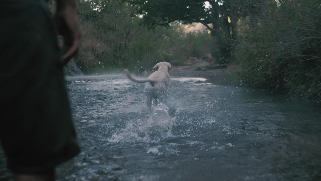 Dog catches ball in a river