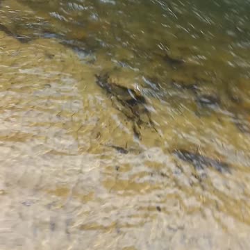 Twenty Twenty Four Spring Trout