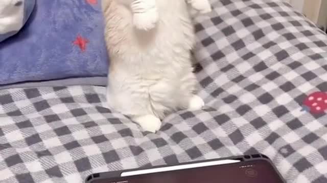 Cute Animal #shorts